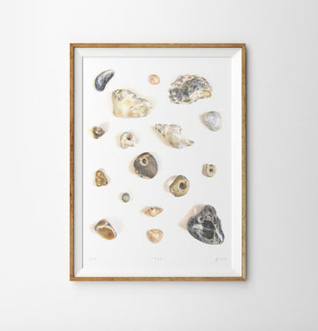Illustration of various seaside shells in colours of grey, white, cream, blues and browns on a white background. The print is framed in portrait with a pale wooden thin frame on a light grey background
