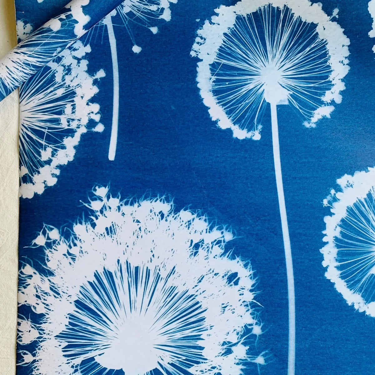 White dandelion seeds on a blue background