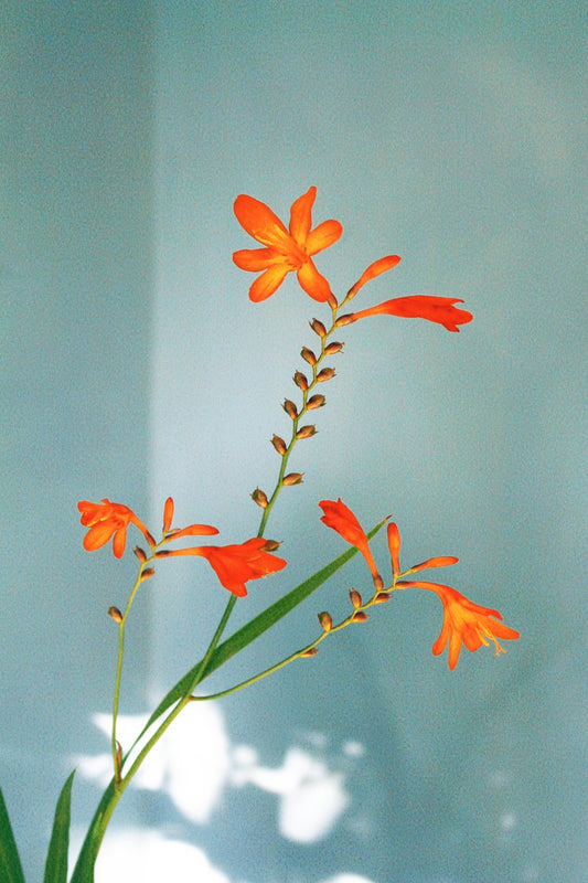 Sid White-Jones - Still Life 2