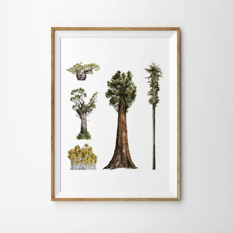 Illustration of a selection of green leafed trees with brown trunks in different sizes on a white background. Framed in portrait with a thin wooden frame on a white background
