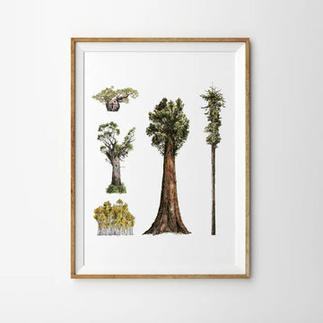 Illustration of a selection of green leafed trees with brown trunks in different sizes on a white background. Framed in portrait with a thin wooden frame on a white background