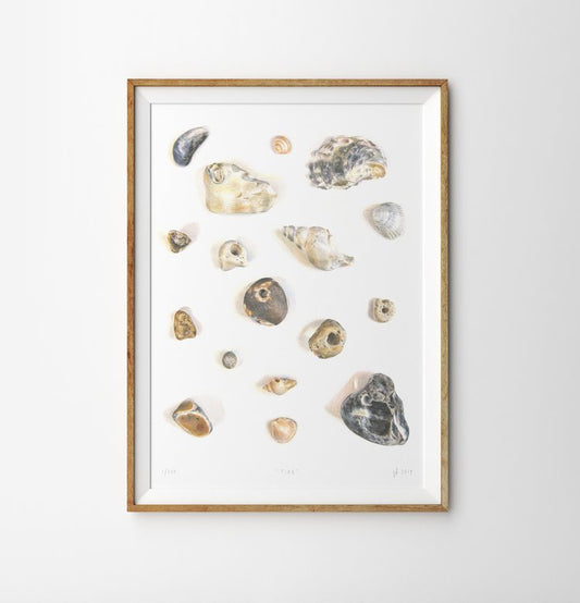 Illustration of various seaside shells in colours of grey, white, cream, blues and browns on a white background. The print is framed in portrait with a pale wooden thin frame on a light grey background