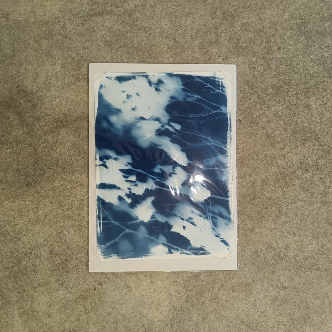 Danielle East Art - Birch Tree In October Cyanotype Original Print A3