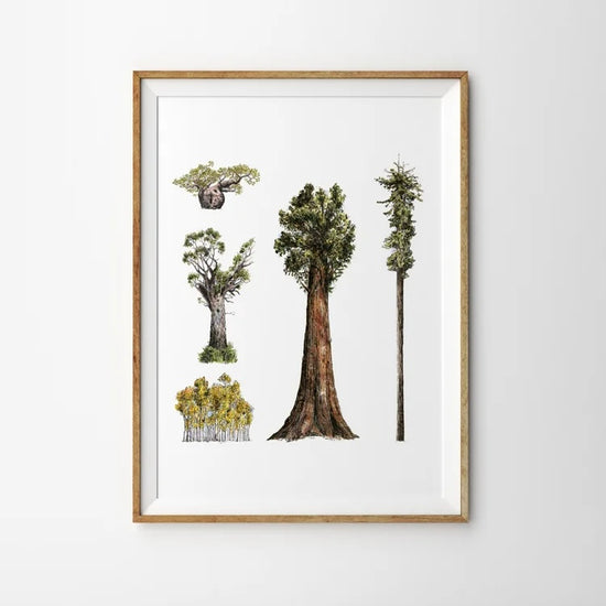 Illustration of a selection of green leafed trees with brown trunks in different sizes on a white background. Framed in portrait with a thin wooden frame on a white background